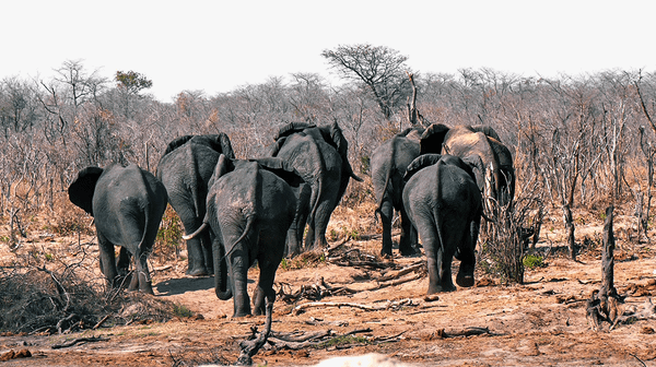 When Elephants Are All You Have (11-minute Video)