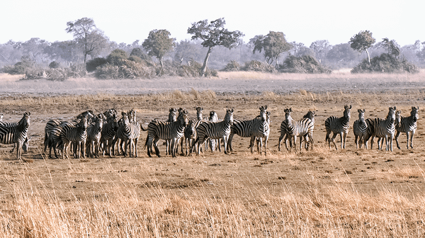Beyond the Fence: Reimagining Wildlife Conservation in Africa