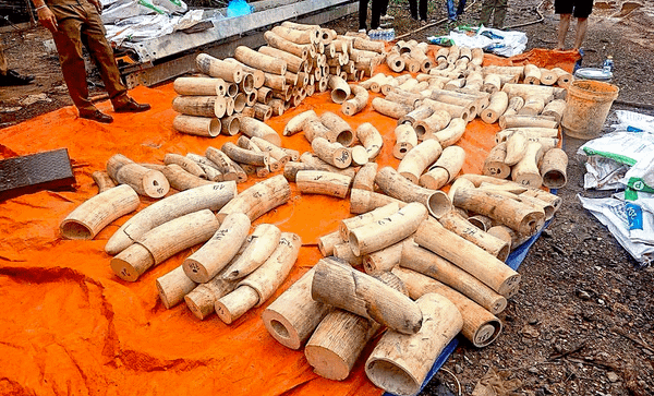 Is Ivory Trafficking on the Verge of Another Surge?