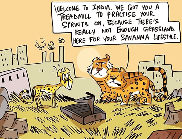 The Controversy of Introducing African Cheetahs to India