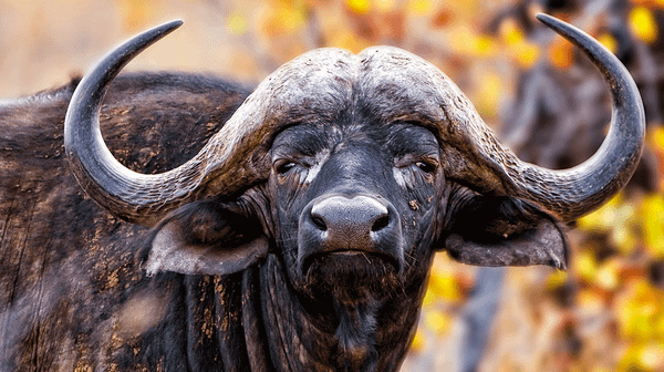 When Wildlife Became Worth Protecting