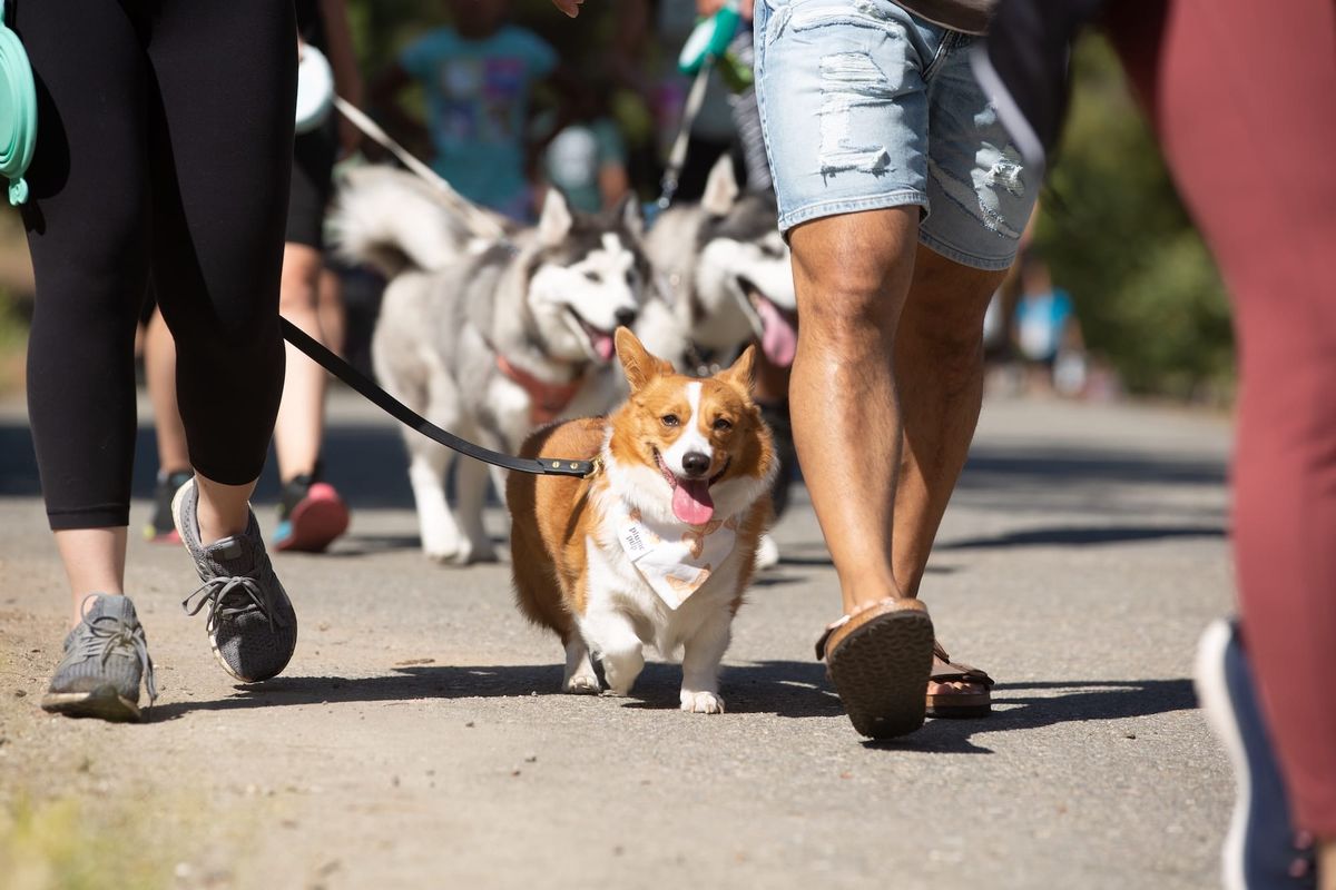 Paws and Reflect: Inland Valley Humane Society Walk Marks 25 Years of Unconditional Love