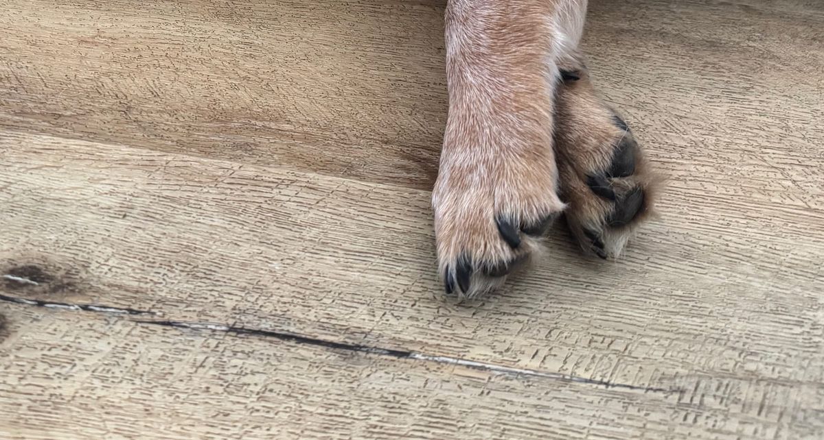 What Pet Owners Should Know After the Weymouth Battery Fire