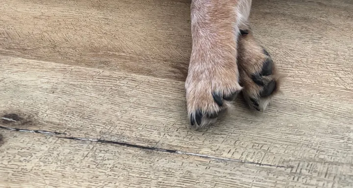 What Pet Owners Should Know After the Weymouth Battery Fire