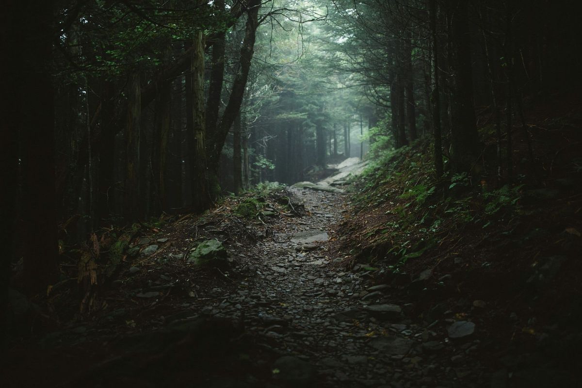 A narrow trail climbing through dark, misty conifer forest