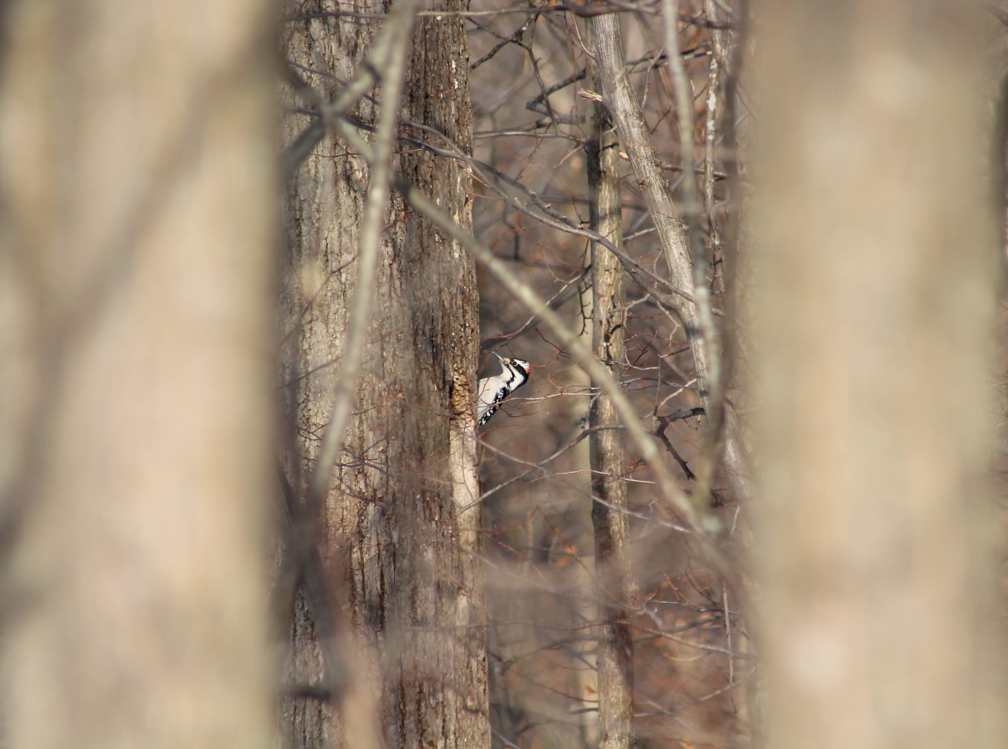A male hairy woodpecker on the side of a more distant tree, framed by two blurred trees in the foreground.