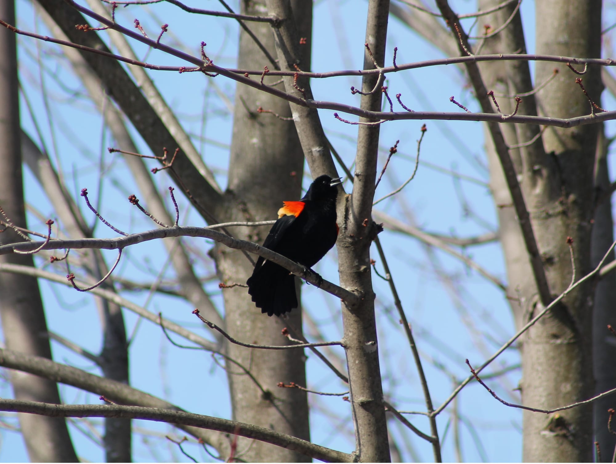 A male red-winged blackbird all fluffed up with bright epaulettes on their wings and an open beak