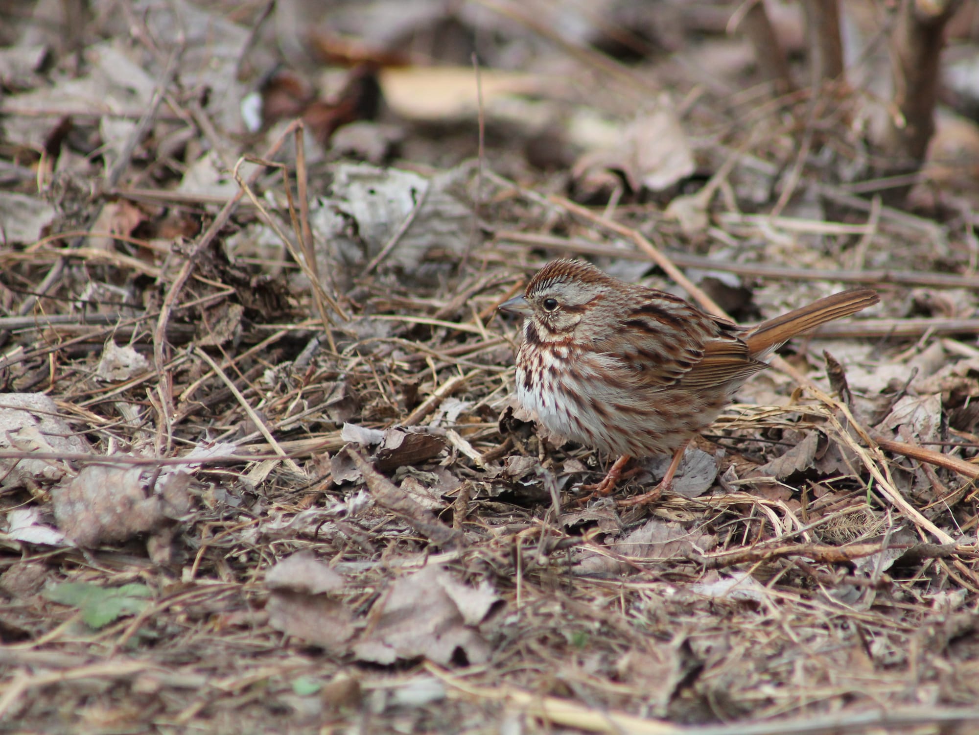 A fluffed up, streaky song sparrow, a small songbird all warm shades of brown and cream with a sharp little black eye. They're seen in profile, standing on the ground, their tail feathers raised, among leaf litter that's also shades of brown and cream.