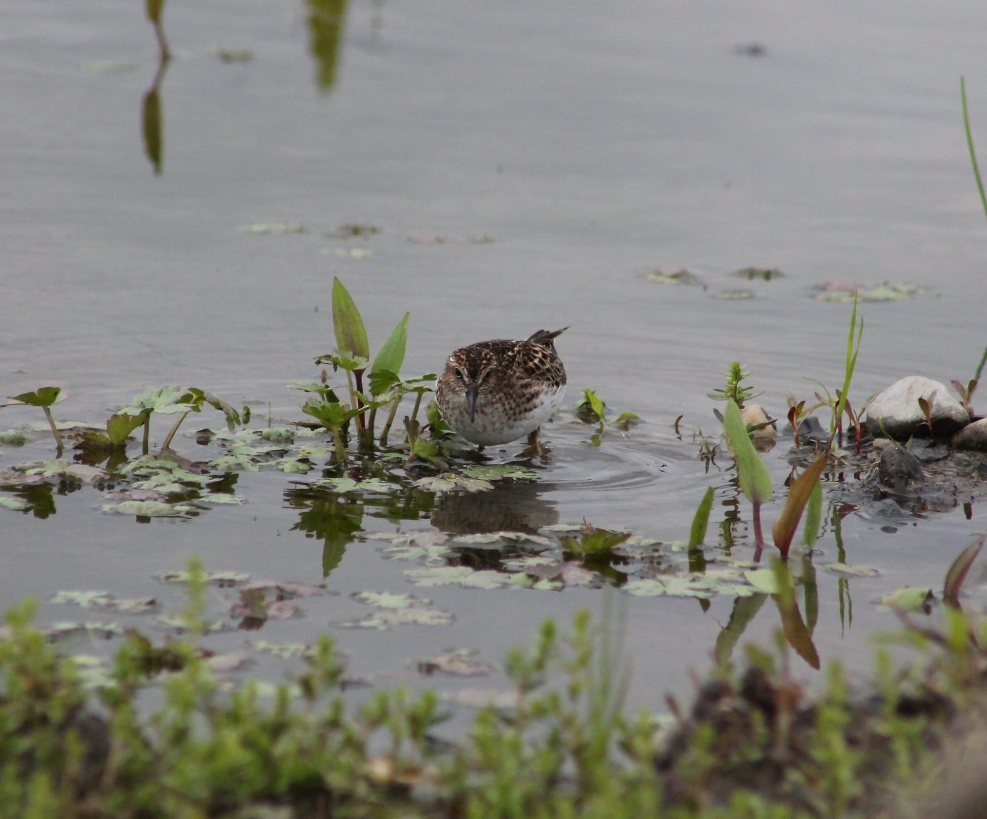 A least sandpiper in a flooded field, standing next to a clump of water plants, other plants growing around them. The sandpiper is mottled in rich brown, an almost scale-like pattern, their underside white with a little brown streaking on their breast. 