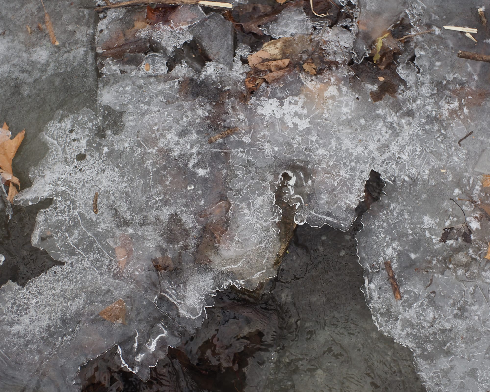 A relative closeup of a crust of ice over the dark water of a small stream, the edges of the ice lobed and uneven, all of it textured, shining, full of bubbles and wavy lines. 