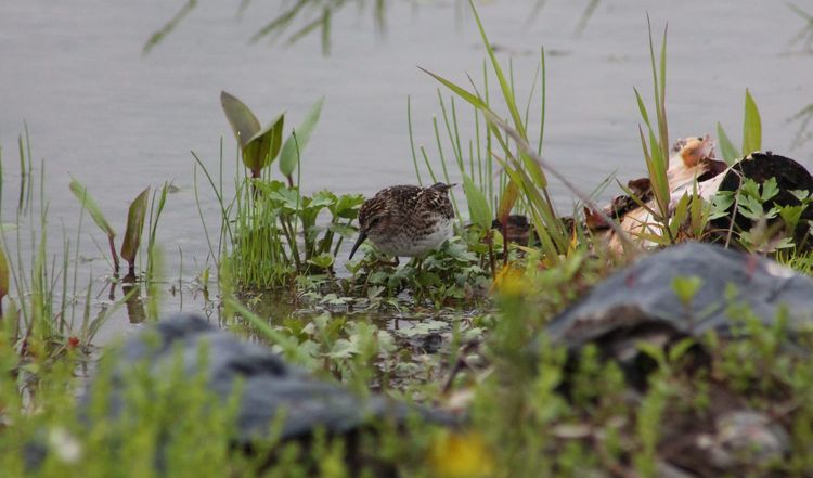 A mottled, speckly brown and cream shorebird steps through plants in shallow water, black trash bags blurred in the foreground.