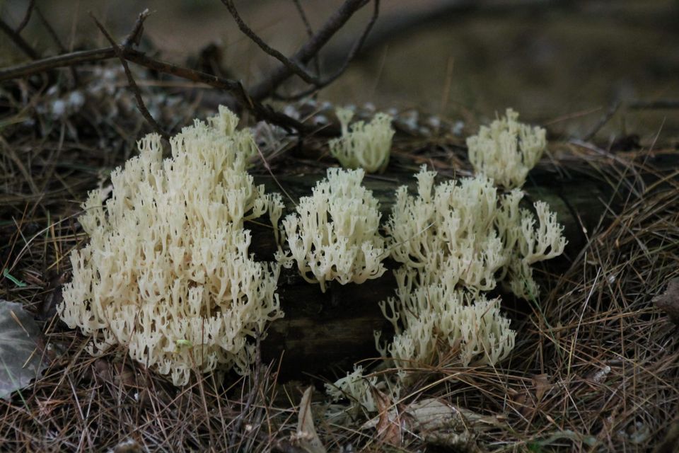 Delicate, ghostly pale coral like mushrooms growing up from a dark log.