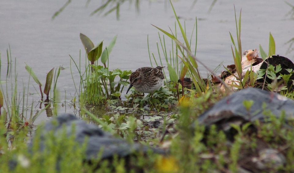 A mottled, speckly brown and cream shorebird steps through plants in shallow water, black trash bags blurred in the foreground.