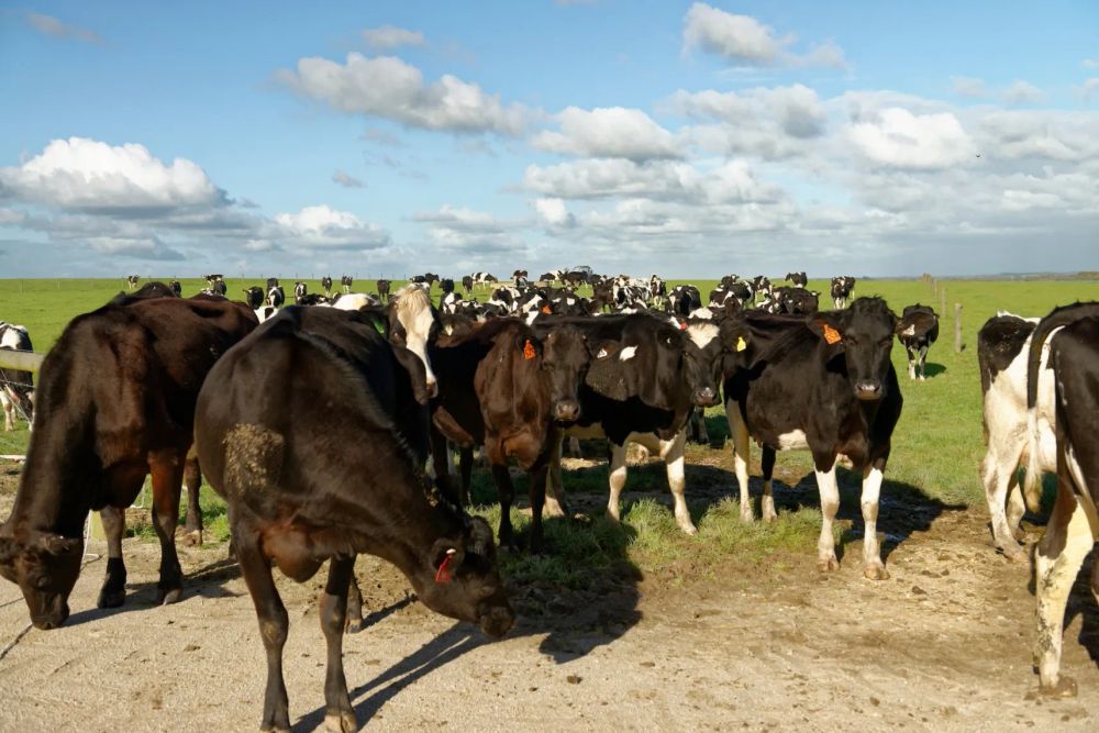 Virtual fencing gets the green light