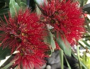 NZ Pohutukawa