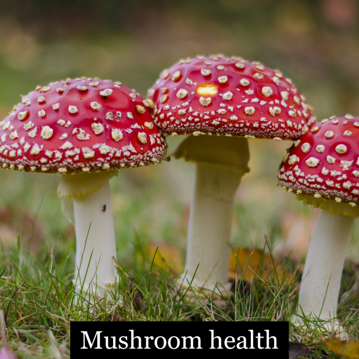 Mushrooms to the health moon