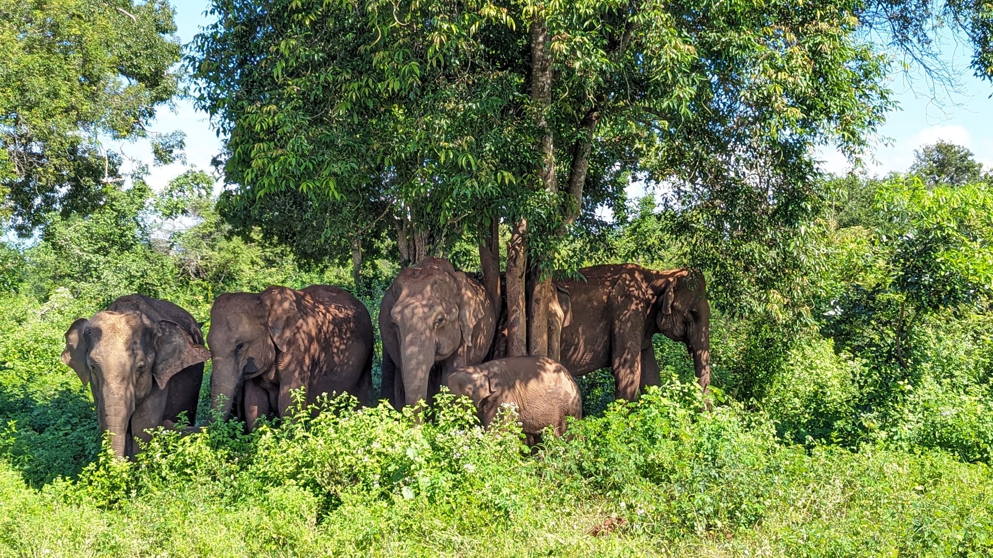 Elephant family chilling under the tree at Uda Walawe National Park