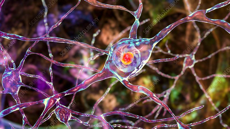The Genetic Ticking Time Bomb