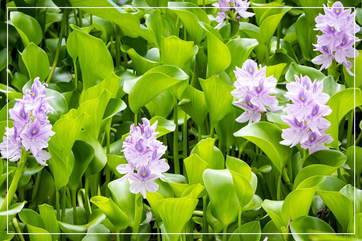 Water Hyacinths: Microplastics’ Worst Enemy?