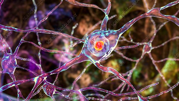 The Genetic Ticking Time Bomb