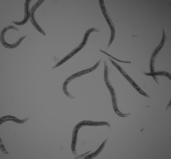 Would you still love me if I were a worm?