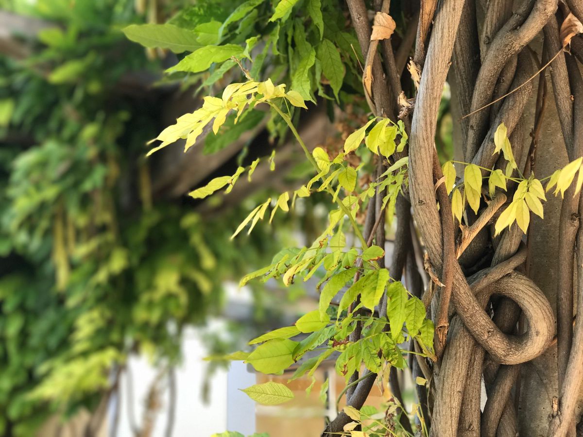 Architecture of Nature: Wisteria vines creating a beautiful covered space.  Naan Design. Naandesign.
