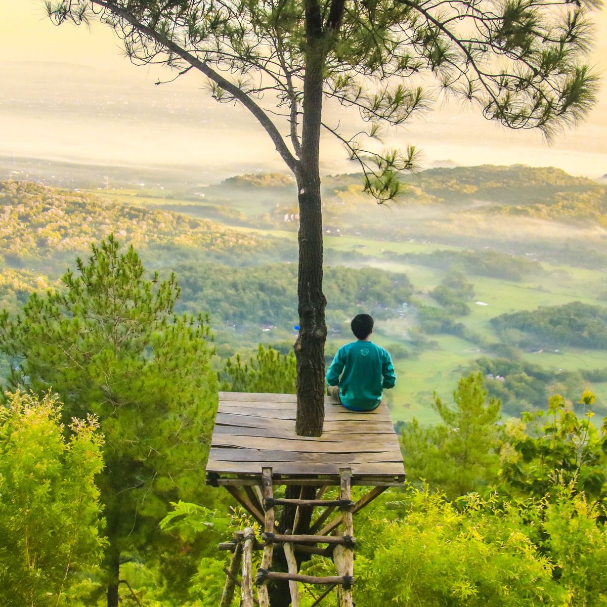 Man perched high in a tree.
