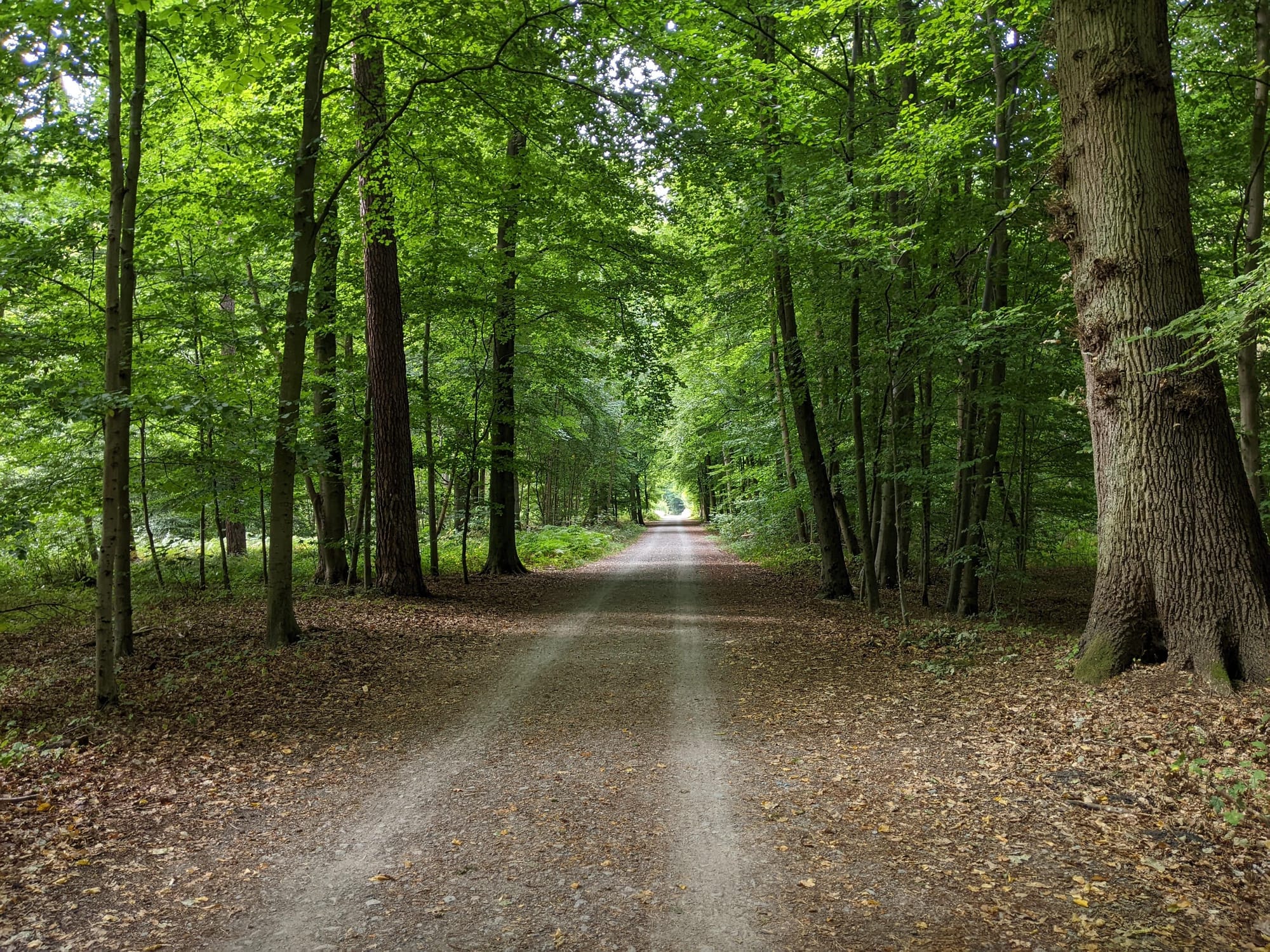 Canopée des arbres, sentier, terre Forêt de Soignes