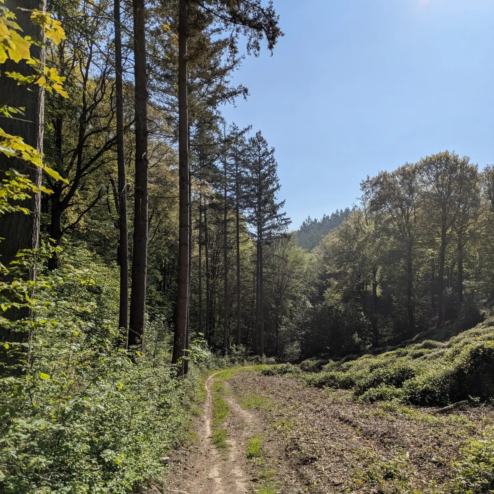 Sentier forestier sinueux sous un ciel bleu, bordé de grands arbres et de feuillage vert, ambiance calme.