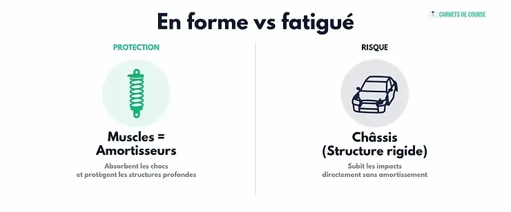 Infographie comparant muscles en amortisseurs avec un ressort, et châssis en structure rigide avec une voiture. Texte "En forme vs fatigué".