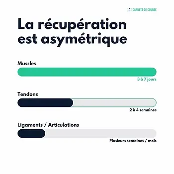 Diagramme de récupération en trois barres: muscles (vert, 3 à 7 jours), tendons (bleu foncé, 2 à 4 semaines), ligaments (gris, semaines/mois).