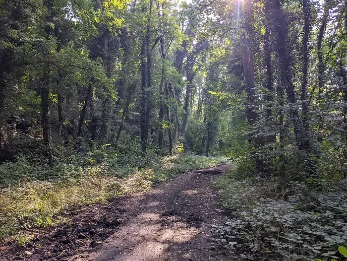 Sentier de terre sous la canopée des arbres ensoleillée