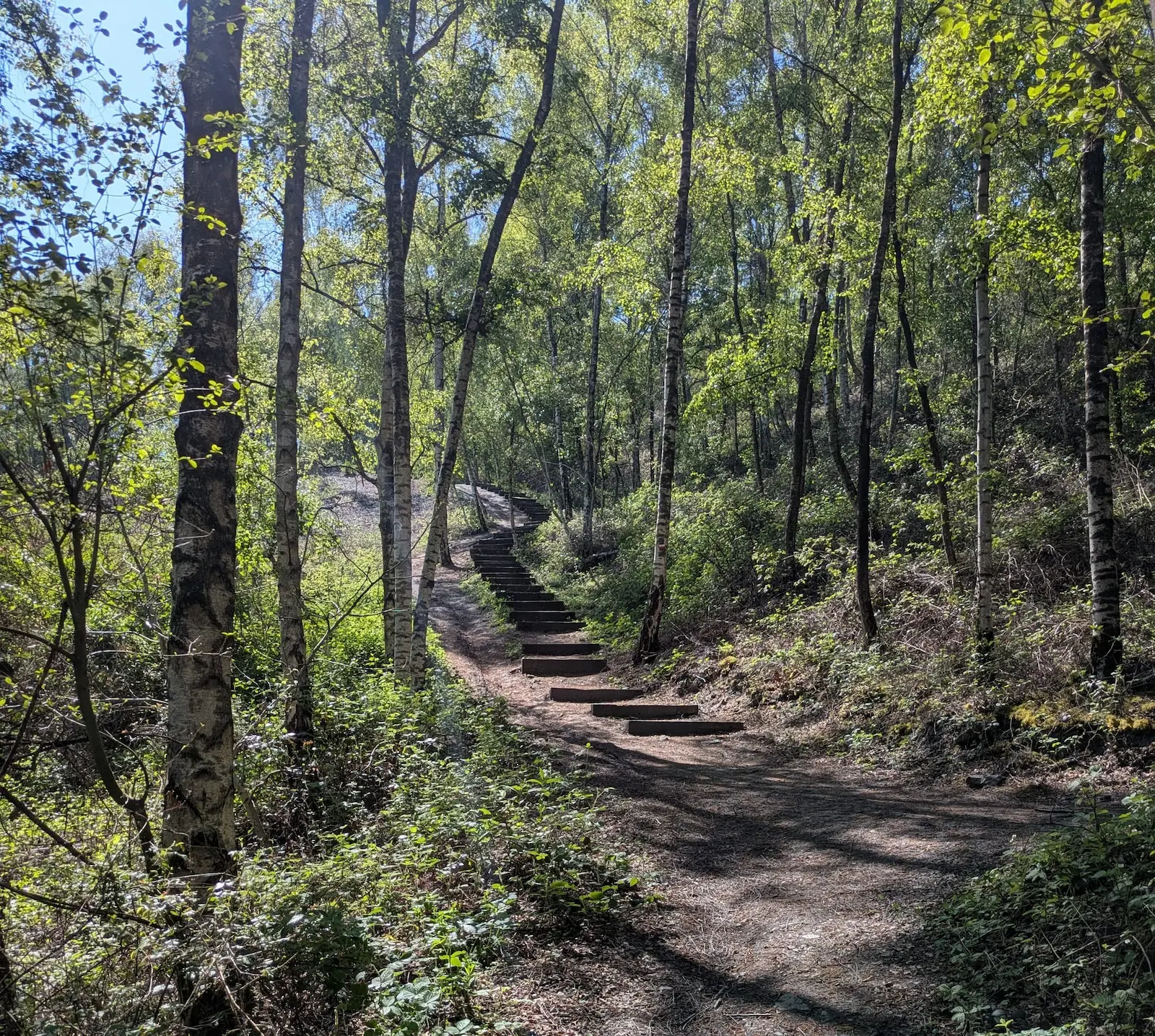 Sentier forestier ensoleillé avec marches en bois, bordé de bouleaux et de verdure, ambiance calme et paisible.