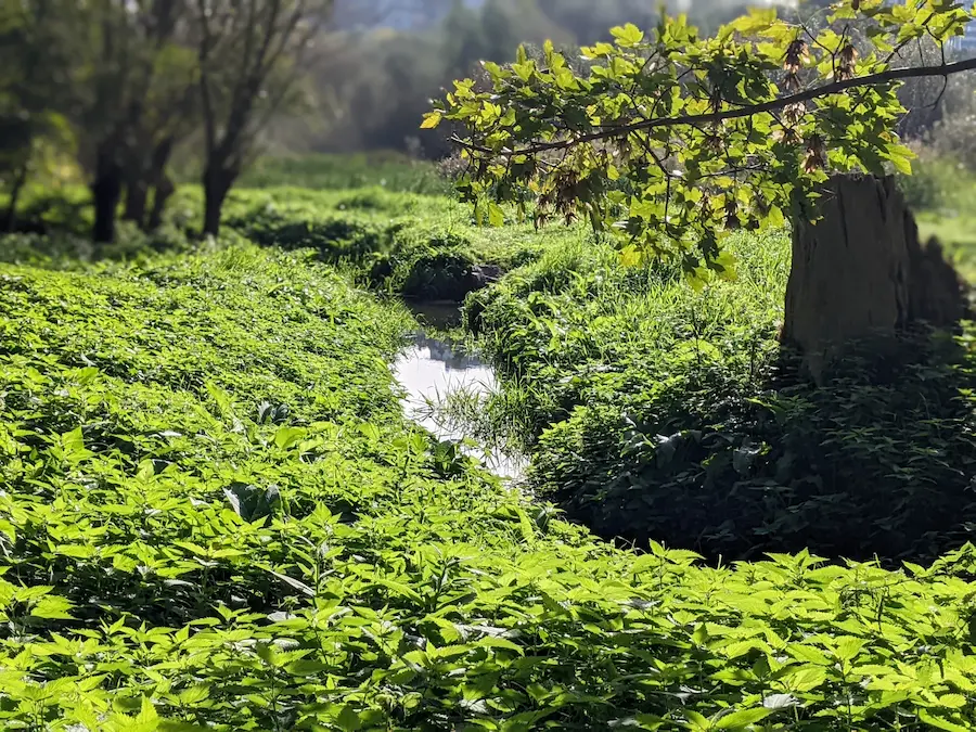 Marais Jette, verdure, ruisseau, paysage ensoleillé