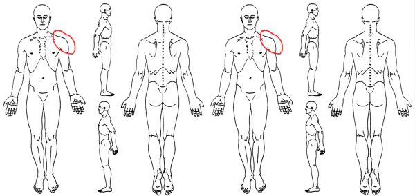 Learn how to import clinical templates and tools in your Halaxy