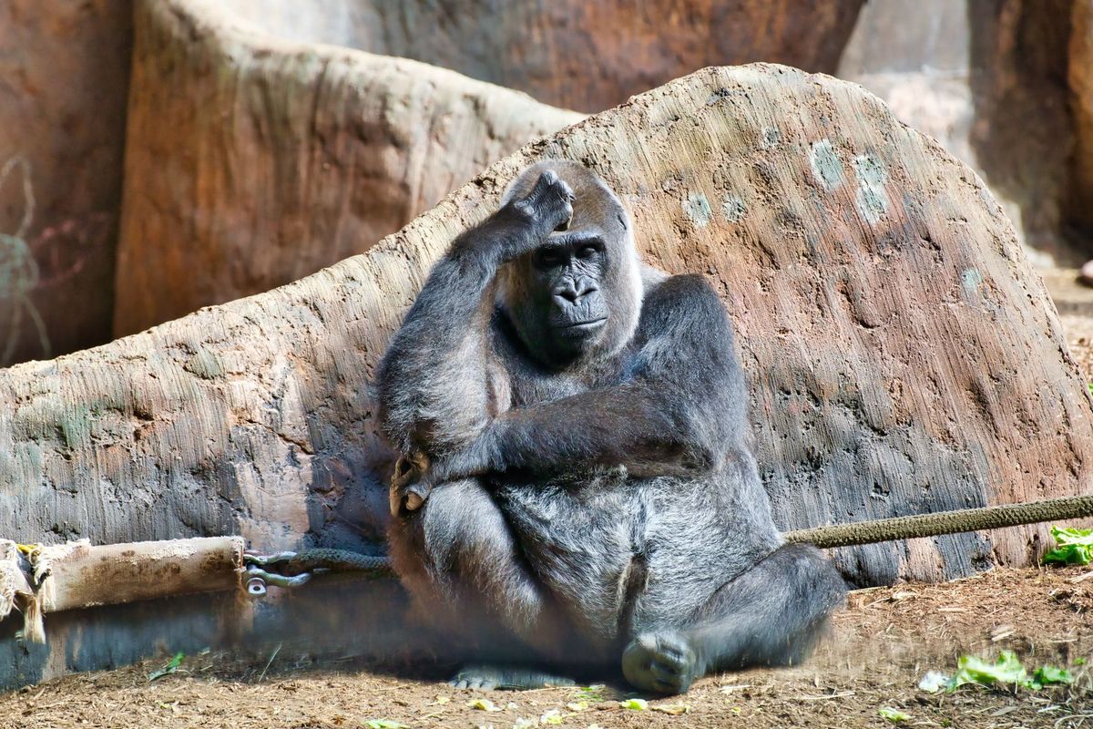 暗号通貨勉強会：Bored Ape開発元CryptopunkのIPを買収、Gauntletユニコーンに他