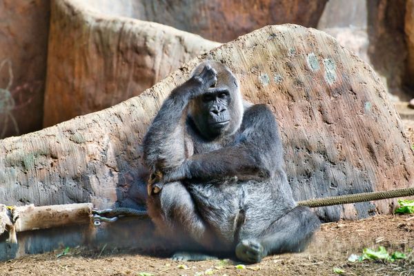 暗号通貨勉強会：Bored Ape開発元CryptopunkのIPを買収、Gauntletユニコーンに他