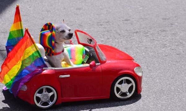 Cheech the Chihuahua Steals the Show at Halifax Pride in His Tiny Rainbow Car