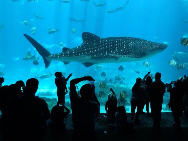 Atlanta Pride 2026 Is Throwing a Party Inside an Aquarium