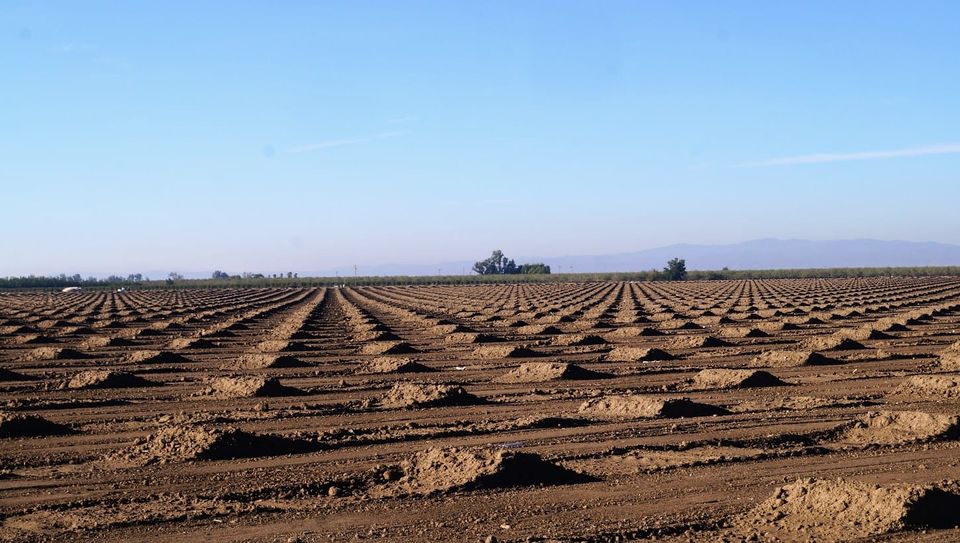 From rice fields to orchards: Glenn County almond boom reaches new peak