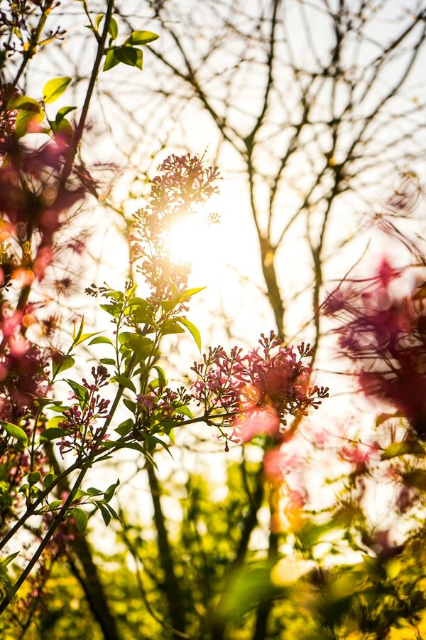 Love Grows in Hues