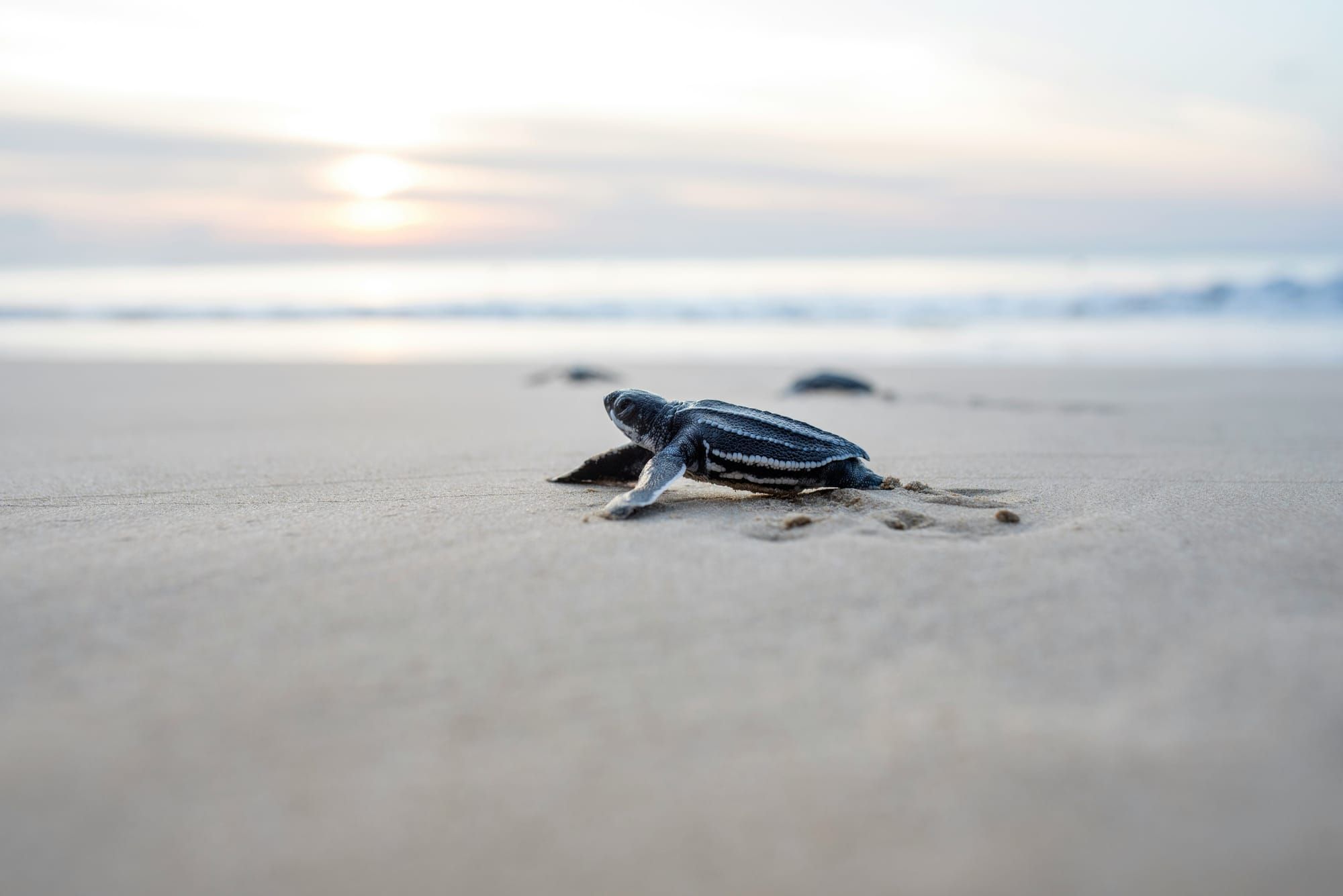 Witnessing Extinction