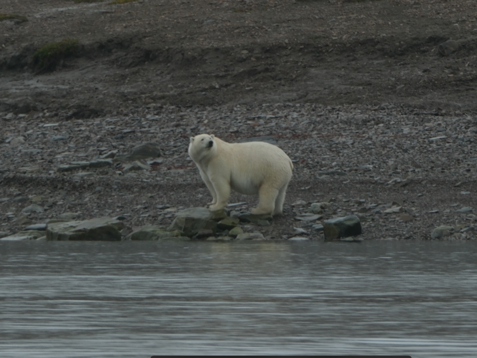 A Bear on the Beach