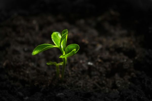 Seeds