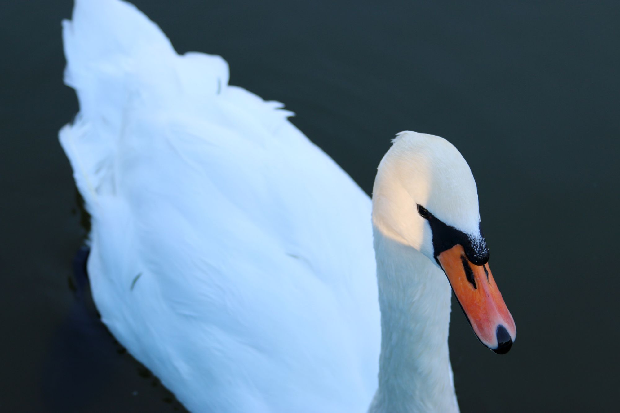 Vision log 1076 - Part 2 Black Swan Event
