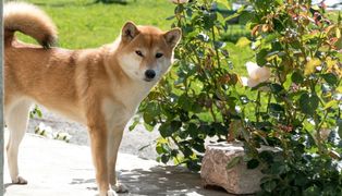 Success Story - 10.28.2021 Shiba early retirement