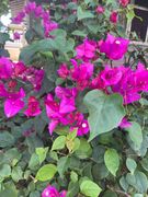 Two members had reading with Brian’s local psychic