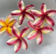 Vision log 982 Part 2 - Biden, Plumeria flowers, Rogan, Jsnip, & other visions