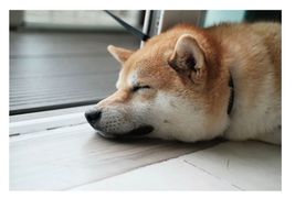 Vision log 1090 - What should you do if you’re waiting for the low price for Shiba? Xfund, Fund, Hbar,  Pawswap, Coti, Dent, Safemoon