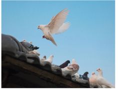 Vision log 1080- When  XRP will run, 3 coins that will move in coming months, Jasmy's higher price, Digimon's MC, CZ, Goldman Sachs, Gold/silver, year 2069